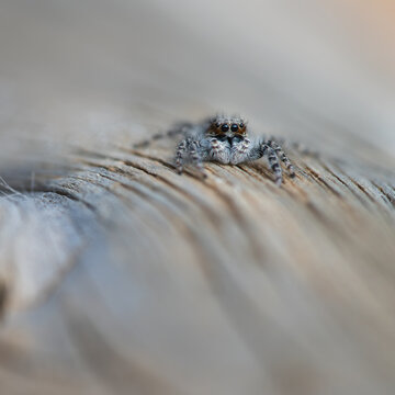 Menemerus semilimbatus on textured wooden surface