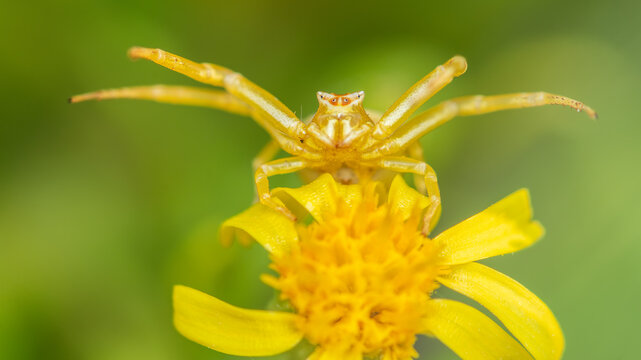 Thomisus on a yellow flower showcasing camouflage