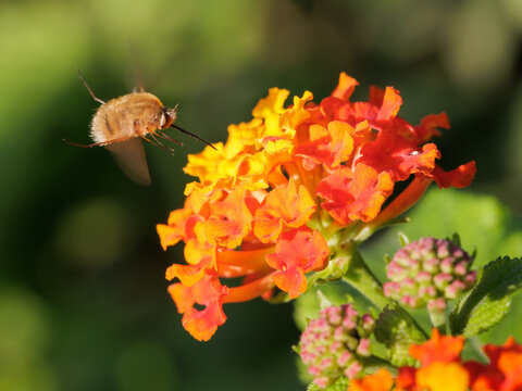 Bombylius hovering near vibrant lantana bloom