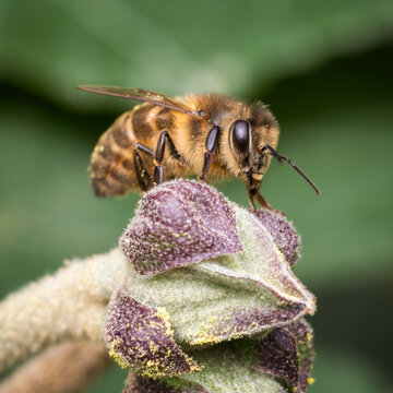 Apis mellifera collecting nectar on a vivid lavender