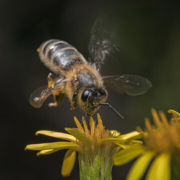 Honey bee Apis Mellifera on a vibrant yellow flower