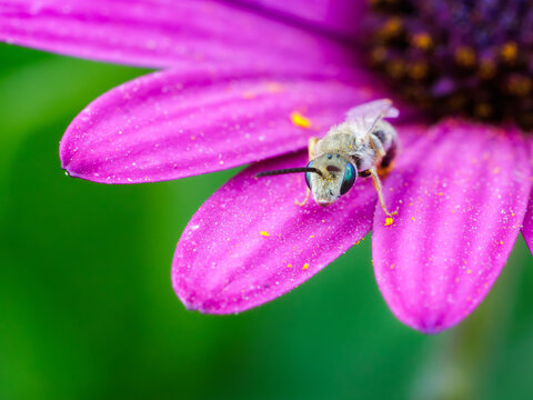 Halictus bee on vibrant purple flower petal