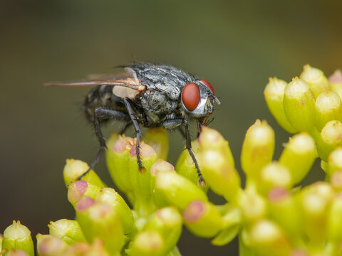 Calliphora vomitoria, also known as the blue bottle fly
