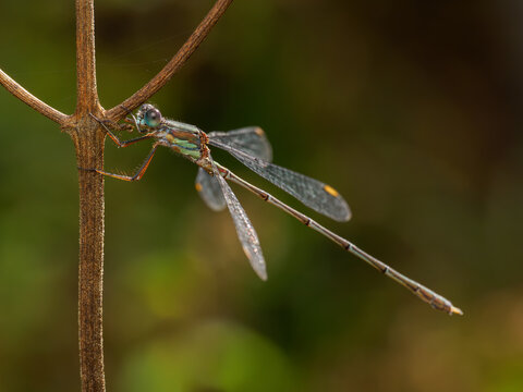 Chalcolestes viridis emerald damselfly on a branch
