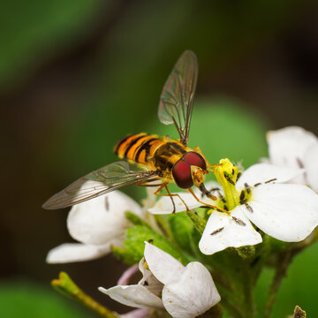 Episyrphus Balteatus hoverfly on white flower