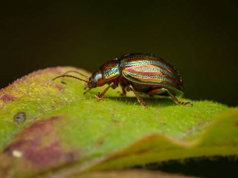 Crysolina americana beetle on a vibrant green leaf