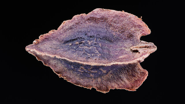 Macro of Rheum rhaponticum seed in extreme detail