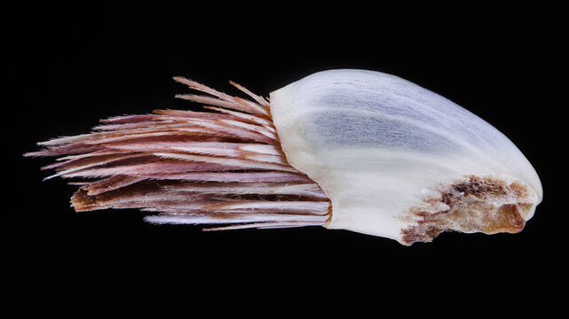 Extreme macro of centaurea cyanus seed with 3X zoom