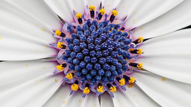 Macro of Dimorphotheca flower with vibrant center