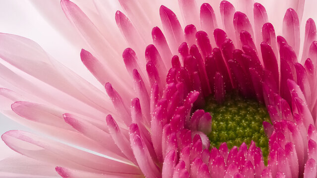 Macro of Chrysanthemum morifolium disk and petals