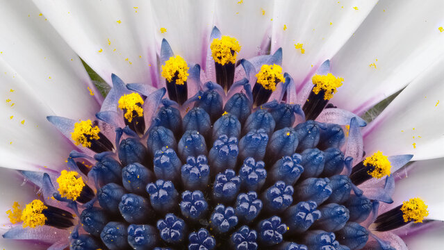 Extreme macro of Dimorphotheca flower showcasing vivid colors