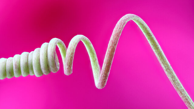 Extreme macro of Passiflora tendril with 2x zoom