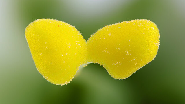 Extreme macro of Eustoma russellianum Lisiantus stigma