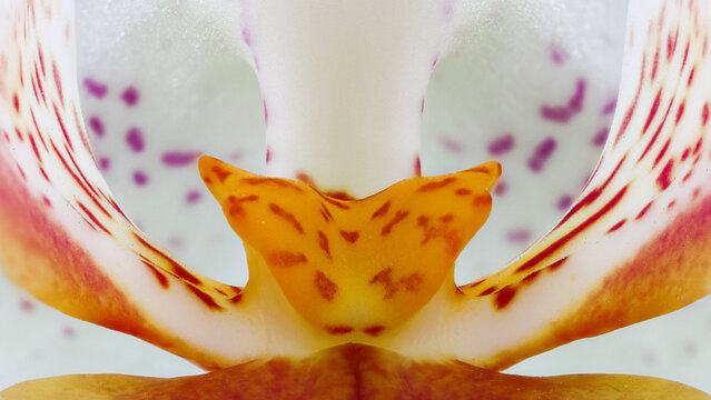 Extreme macro of Orchid flower Phalaenopsis at 2x zoom