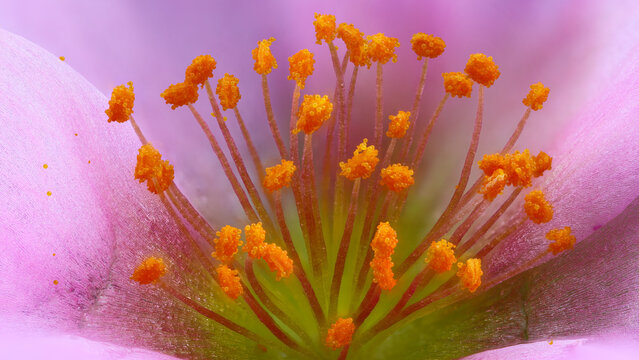 Extreme macro of Portulaca oleracea stamen at 2x zoom