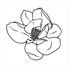 Line art magnolia flowers. Black and white line drawing of a magnolia flower. Spring magnolia flowers isolated. Vector Line art illustration of a magnolia flower. Botanical sketch painted by black ink © Irina