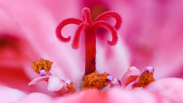 Extreme macro of Geranium, Pelargonium flower 3x zoom