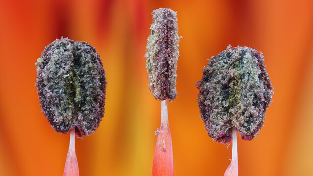 Extreme macro of Alstroemeria stamens in vivid detail