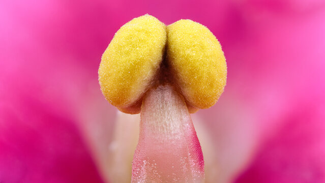 Extreme macro of Saintpaulia stamen with 3x zoom