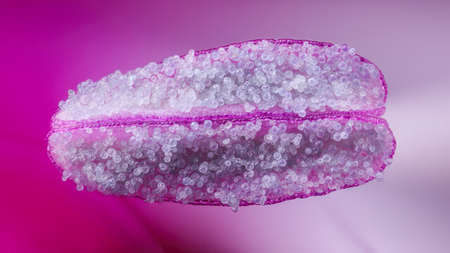 Extreme macro of Chinese carnation stamen Dianthus chinensis