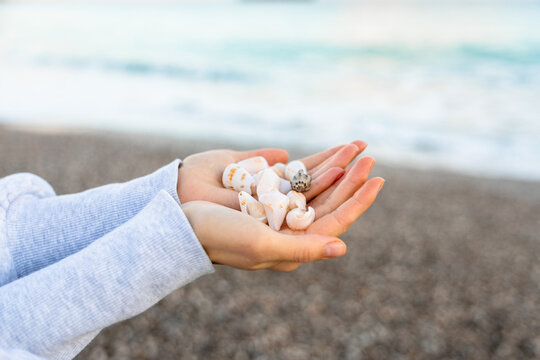 Hands holding seashells by the beach shore