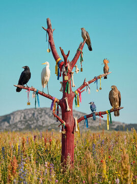 Sacred sanctuary of birds with amulets and good omens