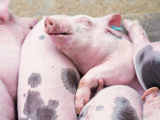 Group of piglets sleeping on a farm. Image associated with animal welfare, rest, pig breeding, and agricultural environment. © javier