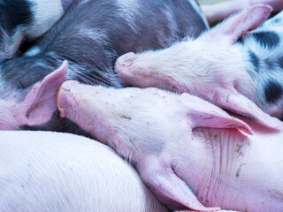 Group of piglets sleeping on a farm. Image associated with animal welfare, rest, pig breeding, and agricultural environment. © javier