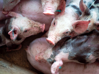 Group of piglets sleeping on a farm. Image associated with animal welfare, rest, pig breeding, and agricultural environment. © javier