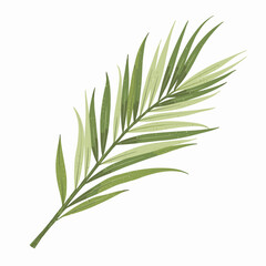 Obraz premium Detailed Illustration of a Single Green Palm Leaf with Delicate Structure and Natural Color Variation on a White Background