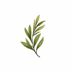 Obraz premium Illustration of a Simple Green Leafy Branch on a Plain White Background with Minimalist Aesthetic and Elegant Botanical Details