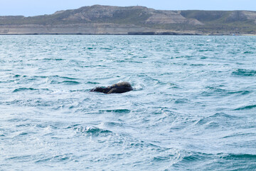 Fototapeta premium Whale watching from Valdes Peninsula,Argentina. Wildlife