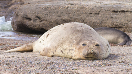 Elephant seal on beach close up, Patagonia, Argentina