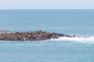Elephant seals on Caleta Valdes beach, Patagonia, Argentina