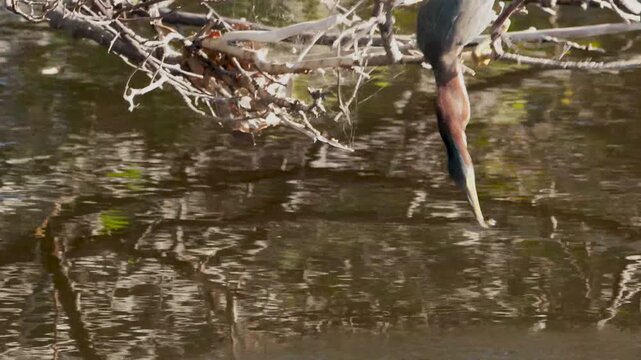 4K video of a Green Heron (Butorides virescens) trying to catch fish in Wakodahatchee Wetlands, Florida, USA