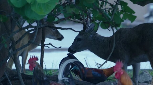 4k video of Key Deer (Odocoileus virginianus clavium) in Big Pine Key, Florida, USA