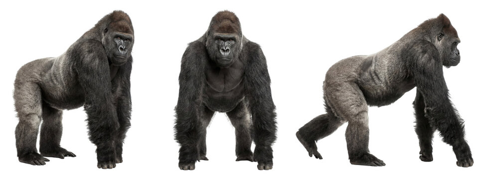Western lowland gorilla set with side and front views, isolated on transparent background