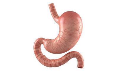 Fototapeta premium A detailed illustration of a human stomach showcasing its intricate structure. isolated on transparent background