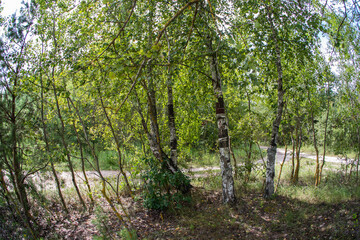 Dense Green Birch Forest with Winding Path in Summer