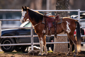 saddled paint quarter horse in arena tied to metal coral fencing next to parking lot © Tedi S Photography