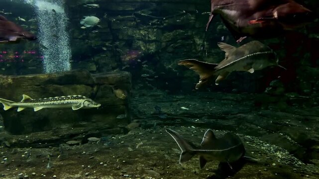 Sturgeon Pacu and Other Large Fish Swimming in Aquarium with Rocky Walls Bubbles and Sandy Bottom for Background Footage