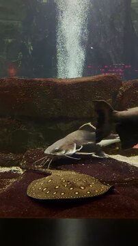 Large Pacu Fish and Spotted Freshwater Stingray in Aquarium with Waterfall Bubbles and Rocky Bottom Decor for Background