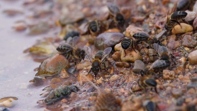 Concentraci&oacute;n de abejas apis mellifera recolectando agua y sales minerales en la orilla del r&iacute;o Sellent en un d&iacute;a frio de invierno, Espa&ntilde;a