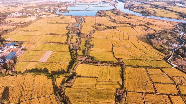 Aerial Golden Rice Fields with Rivers and Ponds