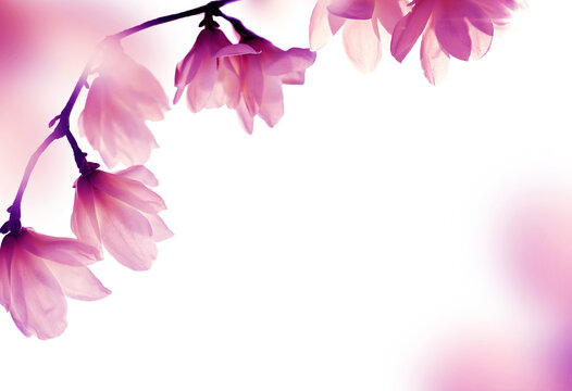 Spring background with blooming pink magnolia flowers. Blurred concept.