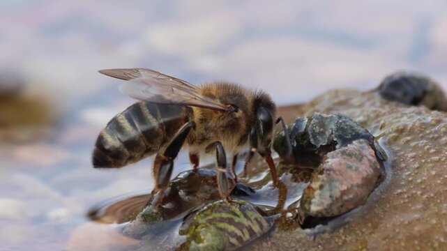 Detalle lateral de abeja apis mellifera recolectando agua en el r&iacute;o Sellent y emprendiendo el vuelo, Sellent, Espa&ntilde;a