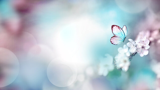 Flowering branches and petals on a blurred background and butterfly.