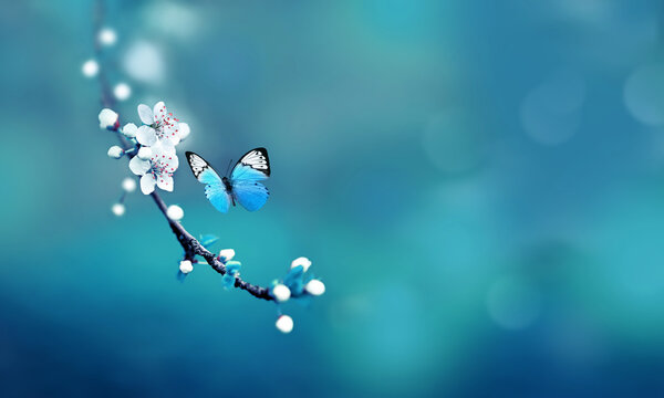 Flowering branches and petals on a blurred background and butterfly.