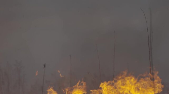 Orange high flame of fire closeup. Flame of fire burns everything in its path. Fire is destroying nature.
