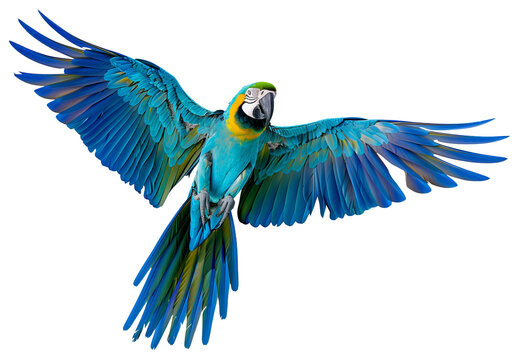 Flying blue and yellow macaw close view isolated on white background 
